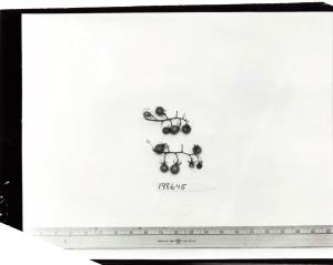 FRUIT